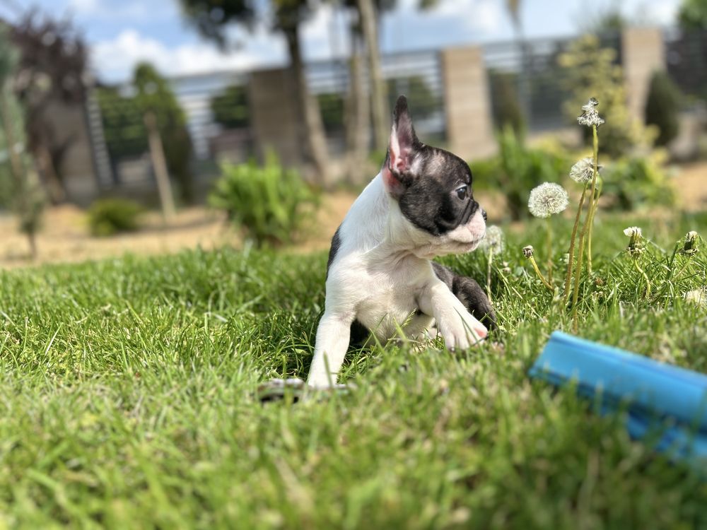 Buldog franciski chlopak Cokolin gotowy do zkiany domu zapraszmay