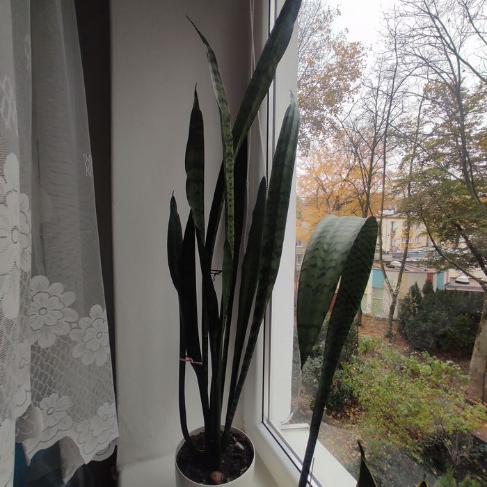 Sprzedam Sensewiere  wysokość 110  mierzone bez doniczki . cm