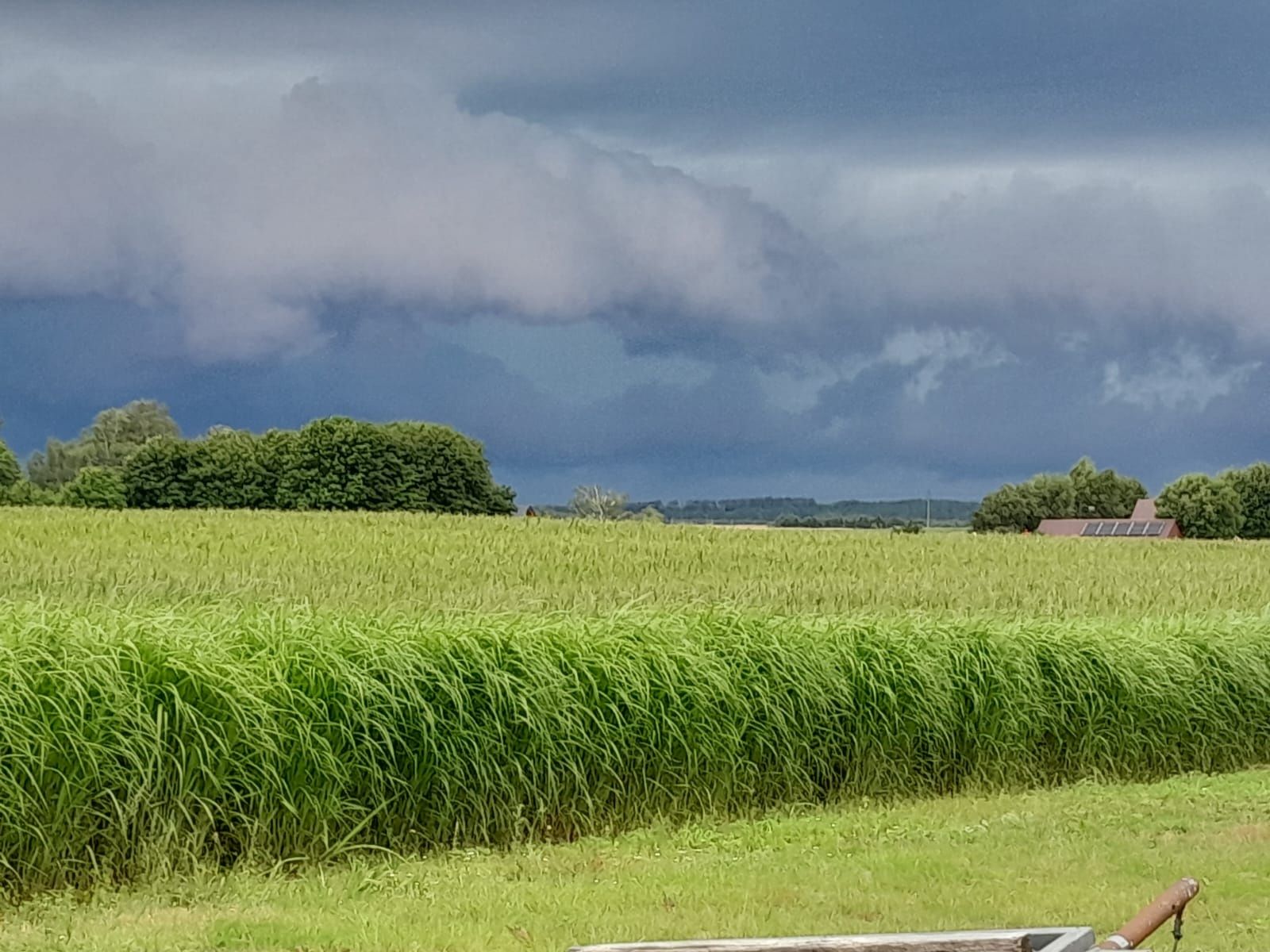 Miskant olbrzymi duże sadzonki
