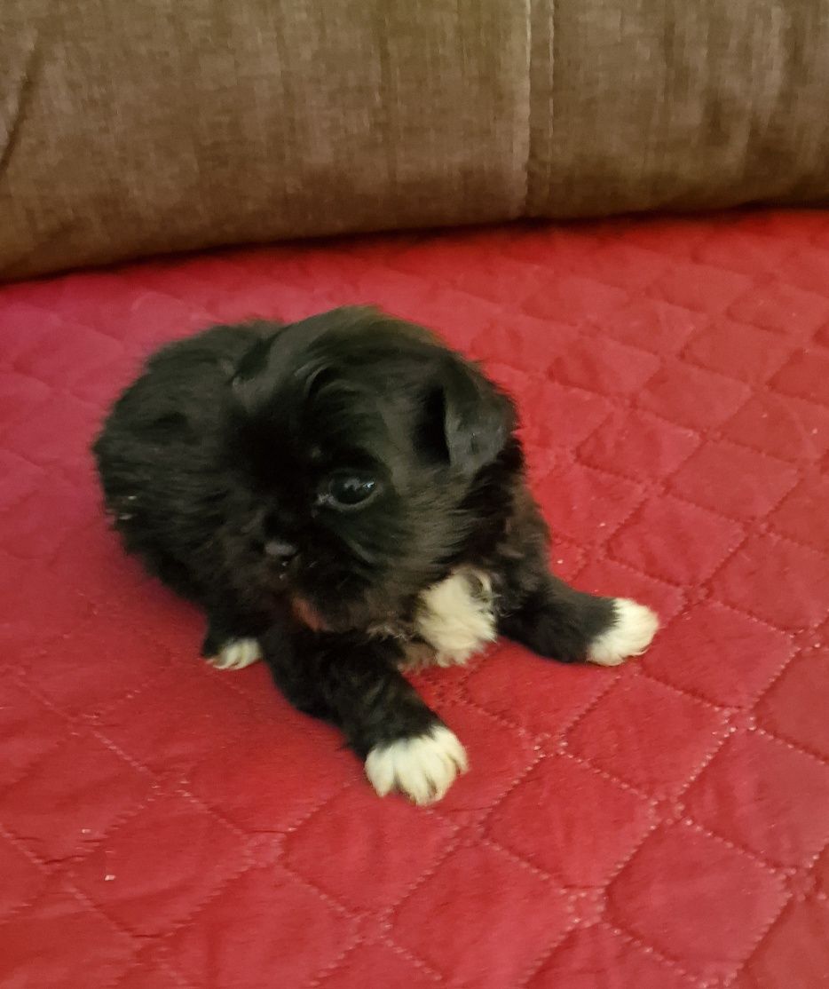 Macho Shih Tzu LOP e Afixo