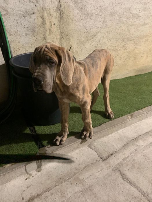 Dogue alemao macho isabela 6 meses
