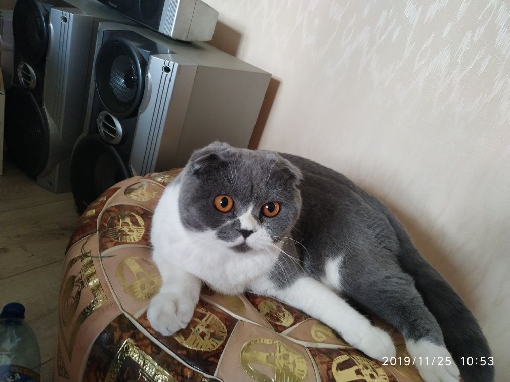 Ищем кота для вязки