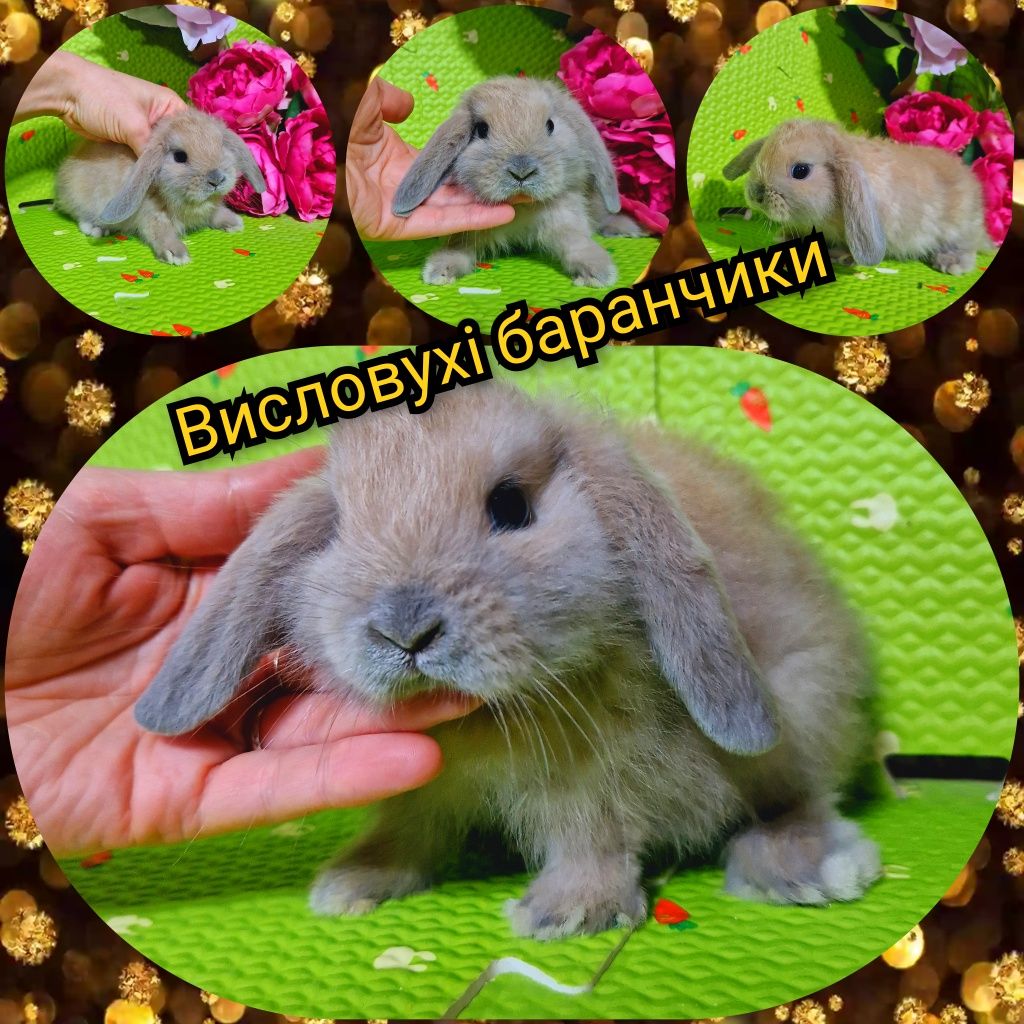 Міні  mini lop мини карликовые кролики великий вибір вибор