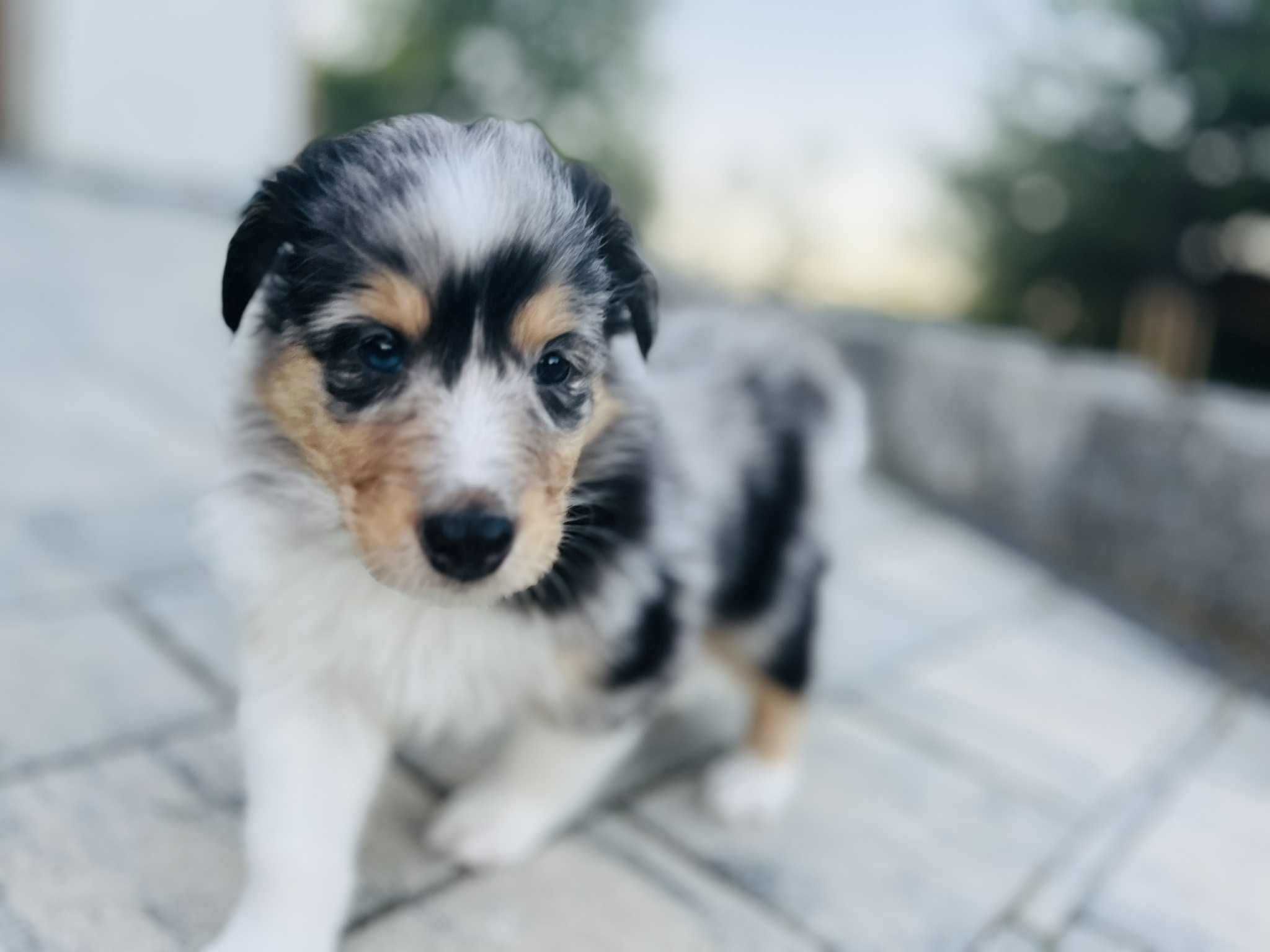 Szczeniak samiec Owczarek szkocki długowłosy - Collie