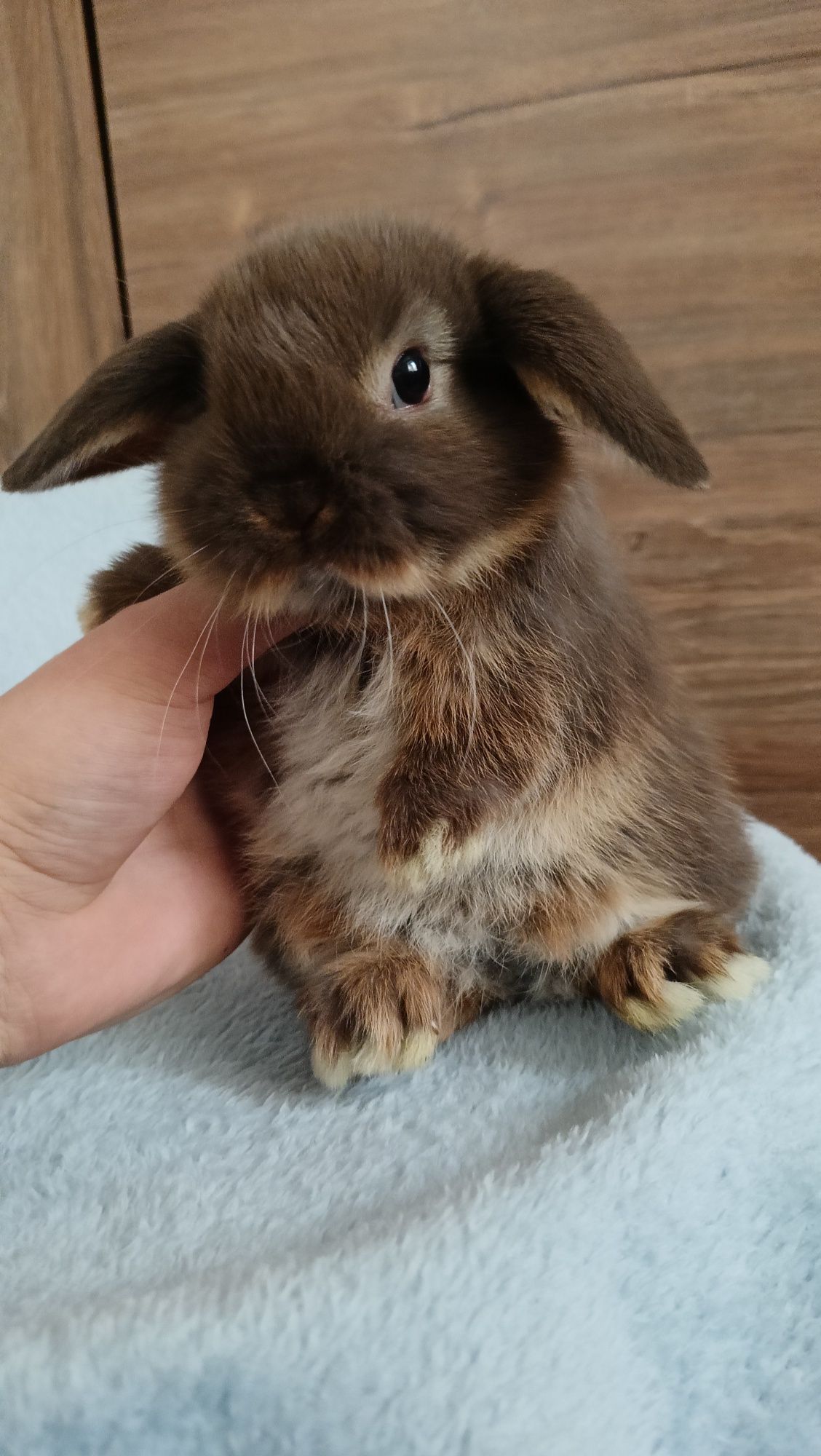 Mini lop króliki karzełek miniaturka baranek hodowla