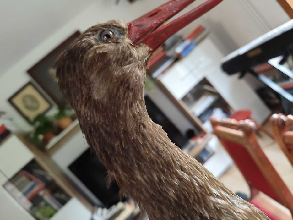 Bocian czarny spreparowany wypchany Twórcy ludowi T. Oleś J. Chrobak