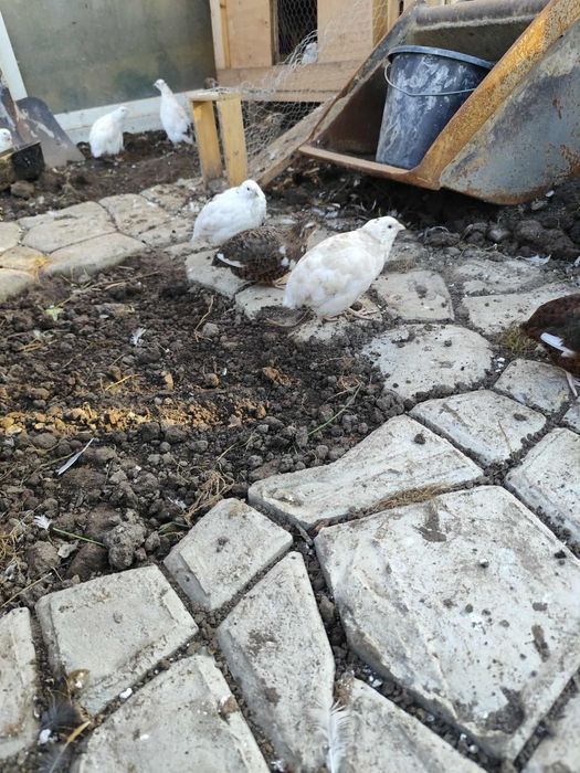 Przepiórki Teksas nioski