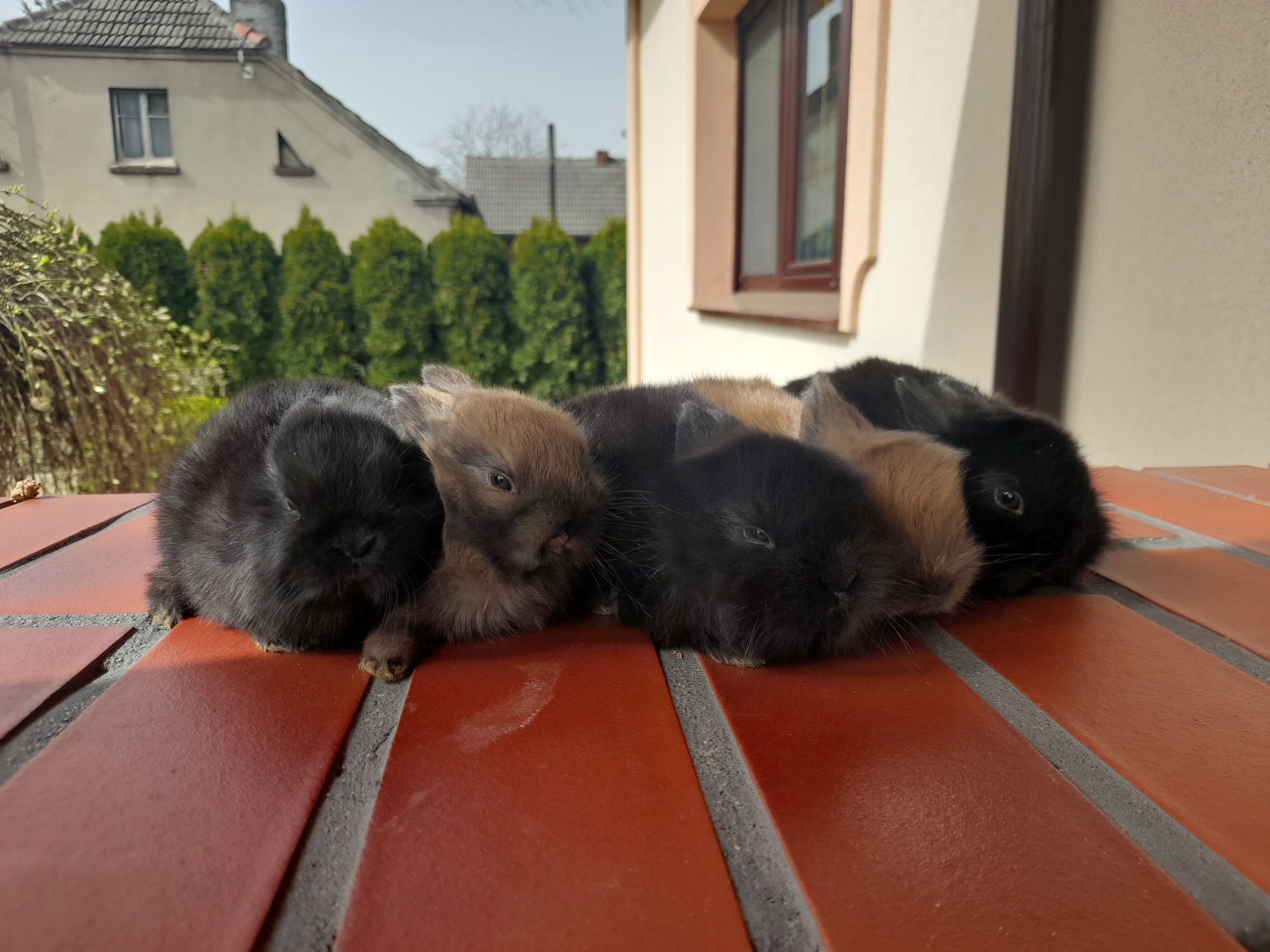 Karzełki teddy króliczki miniaturki