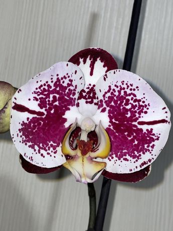 Орхидея. Фаленопсис. Блэк Пиано.