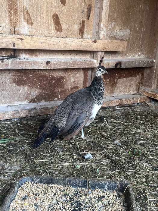 Pawie 2025 rok para czarnoskrzydłych