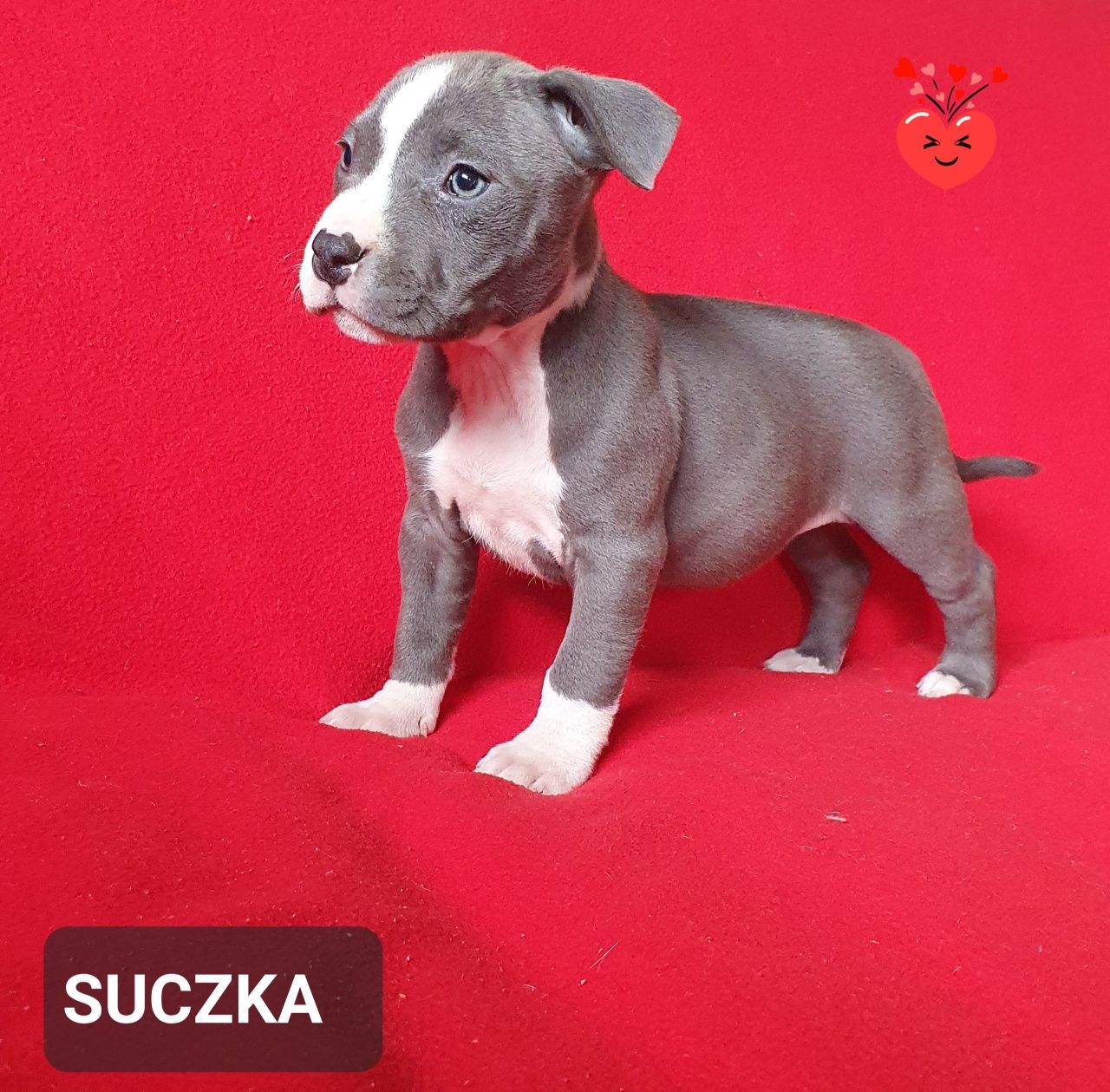 American Staffordshire Terrier AMSTAFF suczka