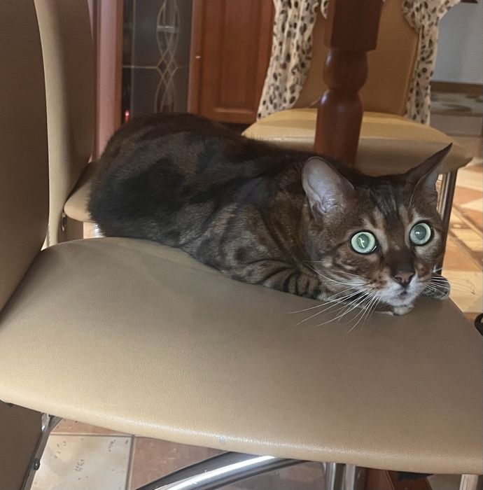 Котик Бенгальський