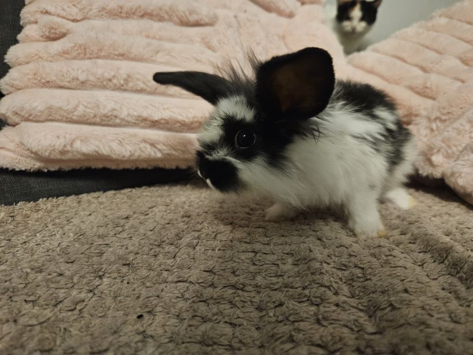 Króliczki miniaturki