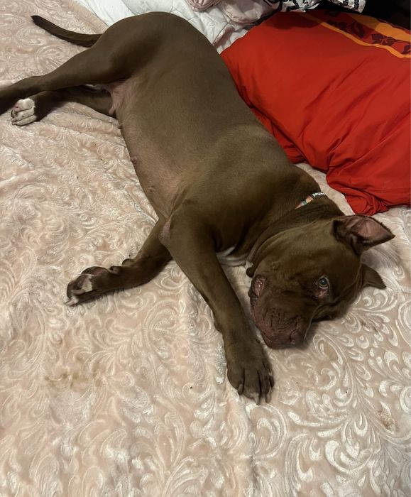 Coco rasy American Pit Bull szuka domku