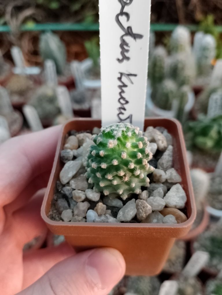 редкие кактусы,Encephalocarpus strobiliformis