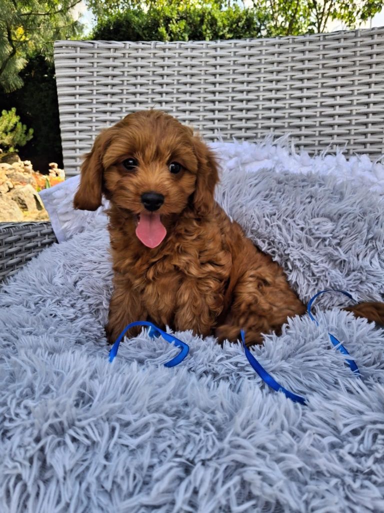 Śliczny Piesek Cavapoo