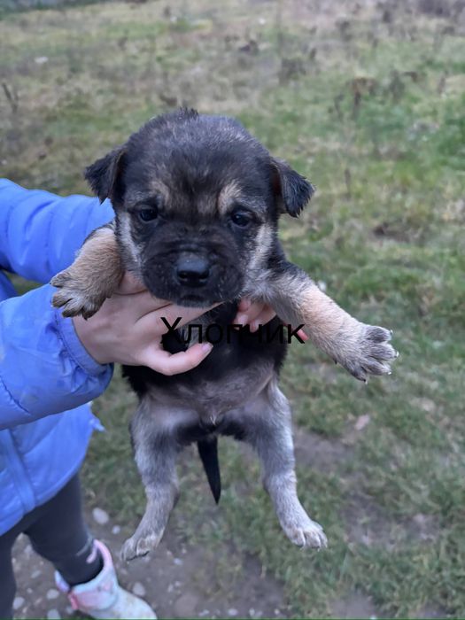 Подарую милого песика хлопчика