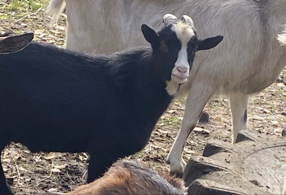 Koziołek cap miniaturowy - sprzedam