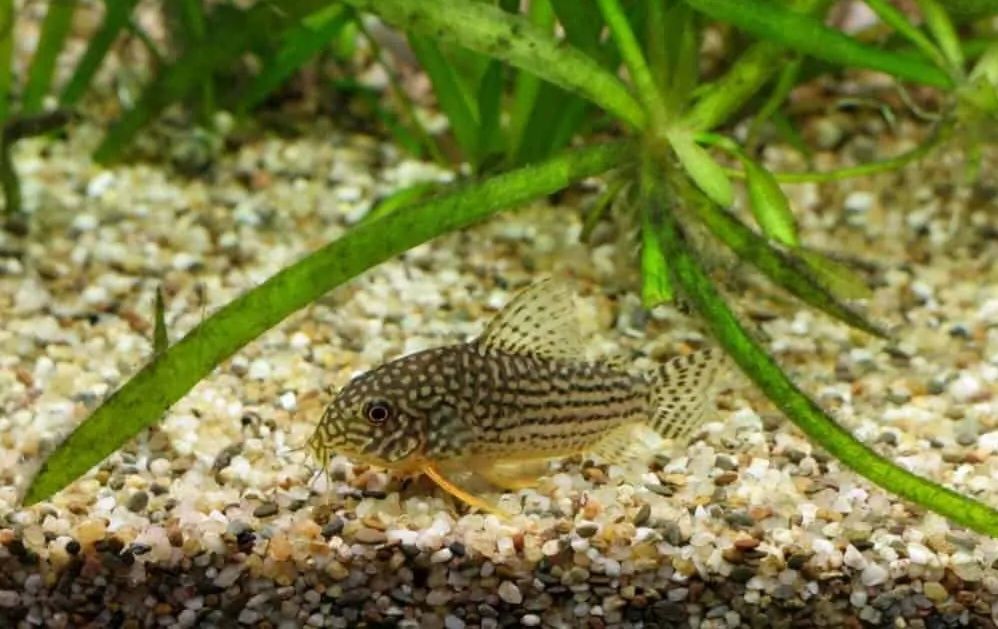 Kirys sterby - corydoras sterbai