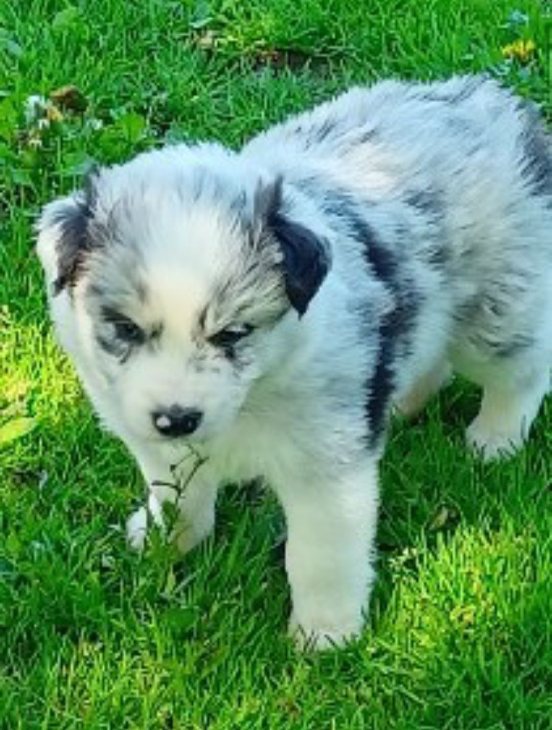 Border collie ZKwP FCI piesek 3 blue merle