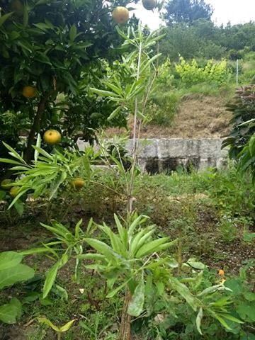 Goji Amarelo - Super alimento -  Planta de fruta viva