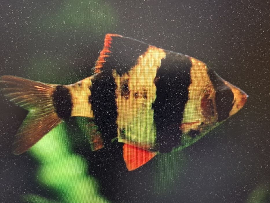 brzanka sumatrzańska