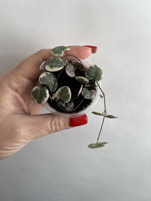 Церопегія Вуду варієгатна