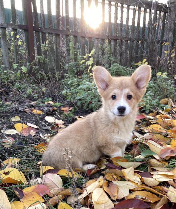 Вельш коргі пемброк