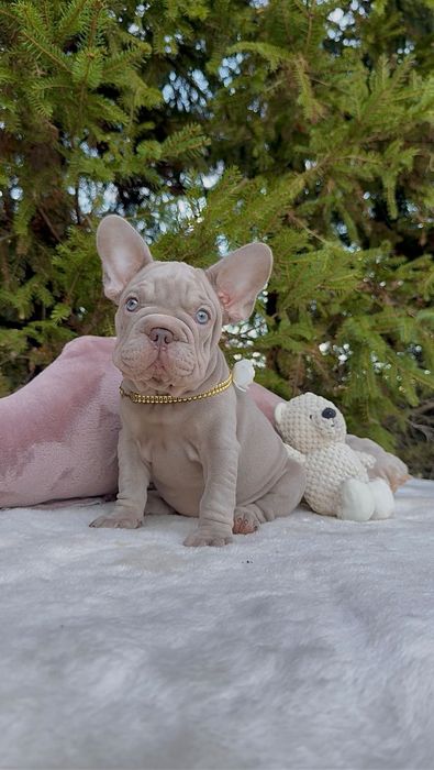 Buldog Francuski dziewczynka New shade Isabella
