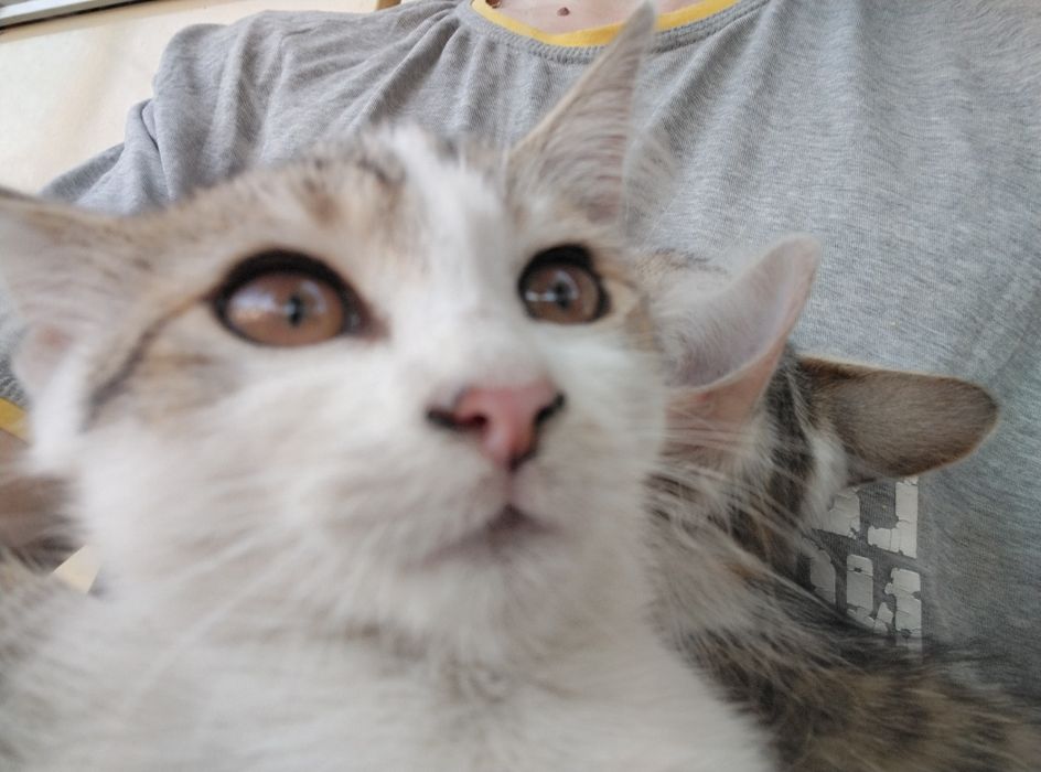 Віддам кошенят в гарні руки