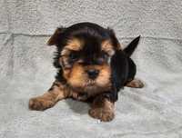 Yorkshire terrier Black and Tan samiec