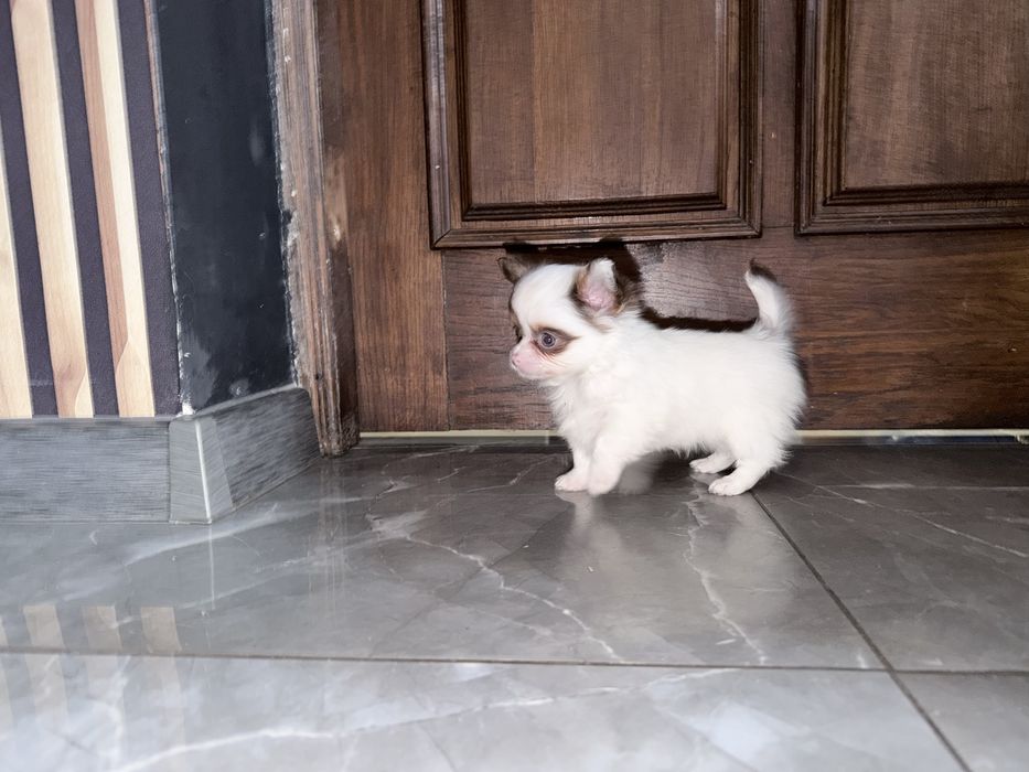 Chihuahua  bialo czekoladowy chlopak