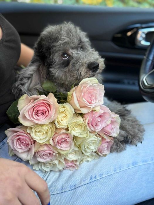 Романтичний тойчик - хлопчик