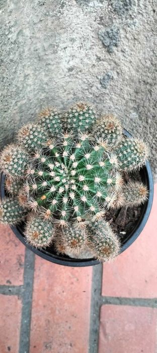 Cacto bola (com 27 cactos bebés)