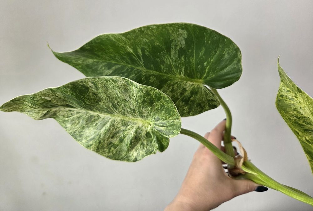 Philodendron Giganteum Variegata
