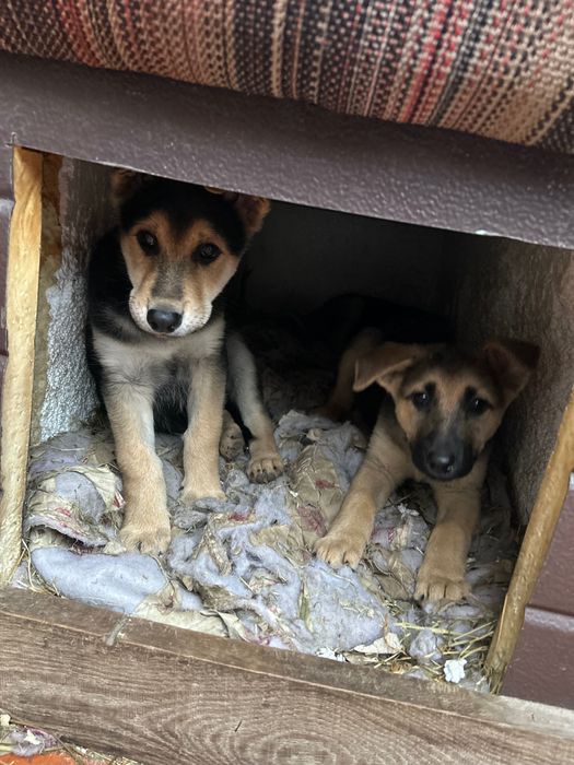 Щенята безкоштовно