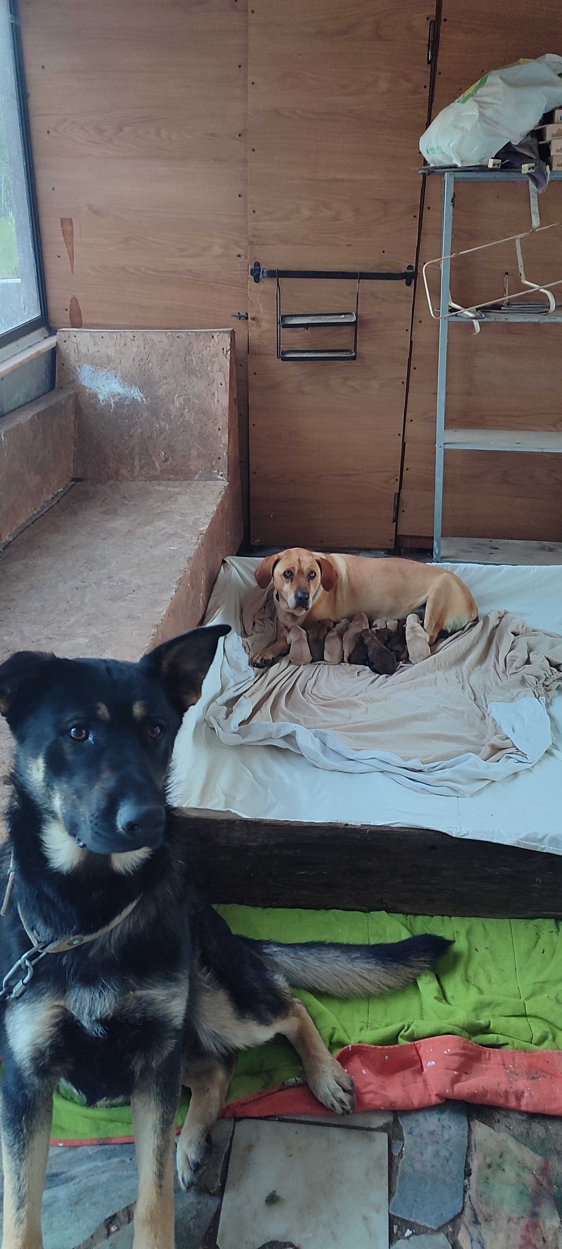 Cachorro para adoção com urgência