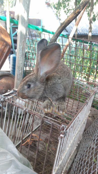 Продам кроликов породы фландр