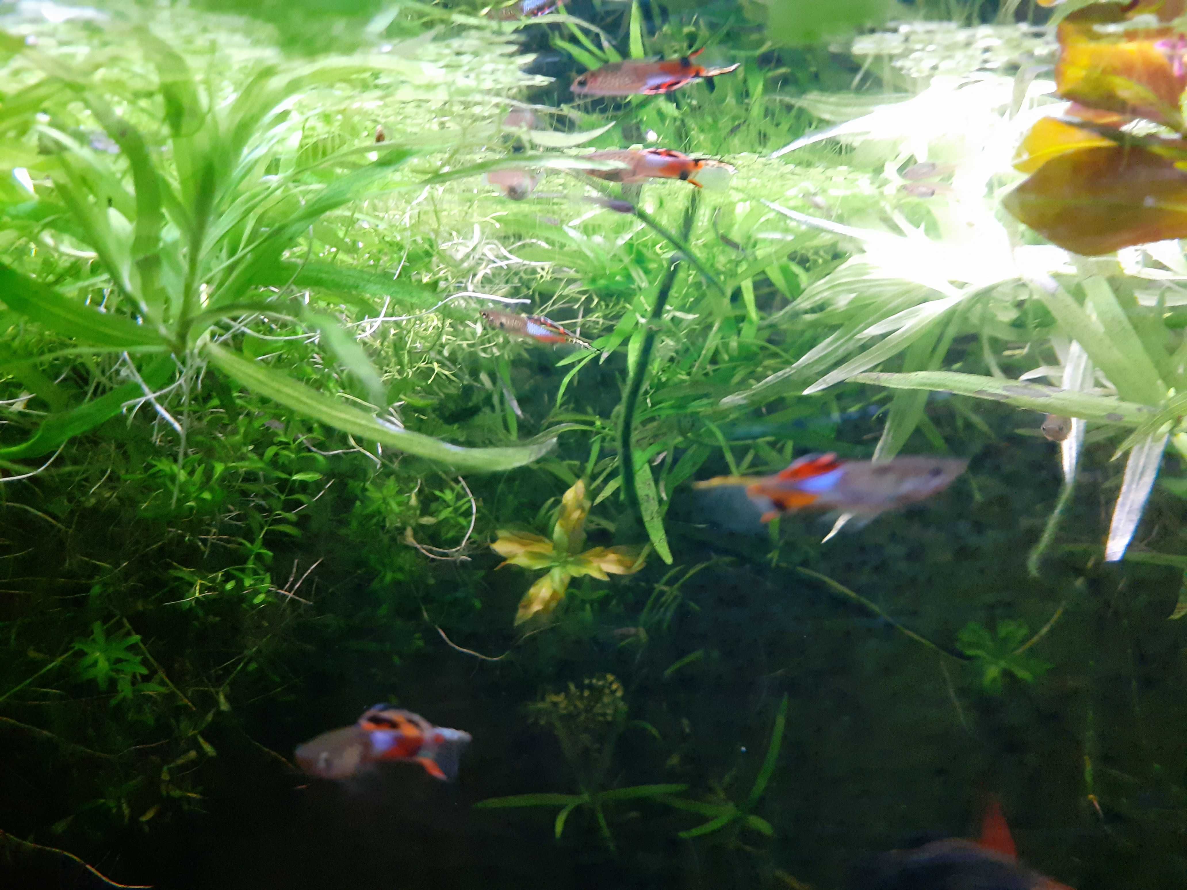 GRANDE PROMOÇÃO Guppys endlers (adultos)