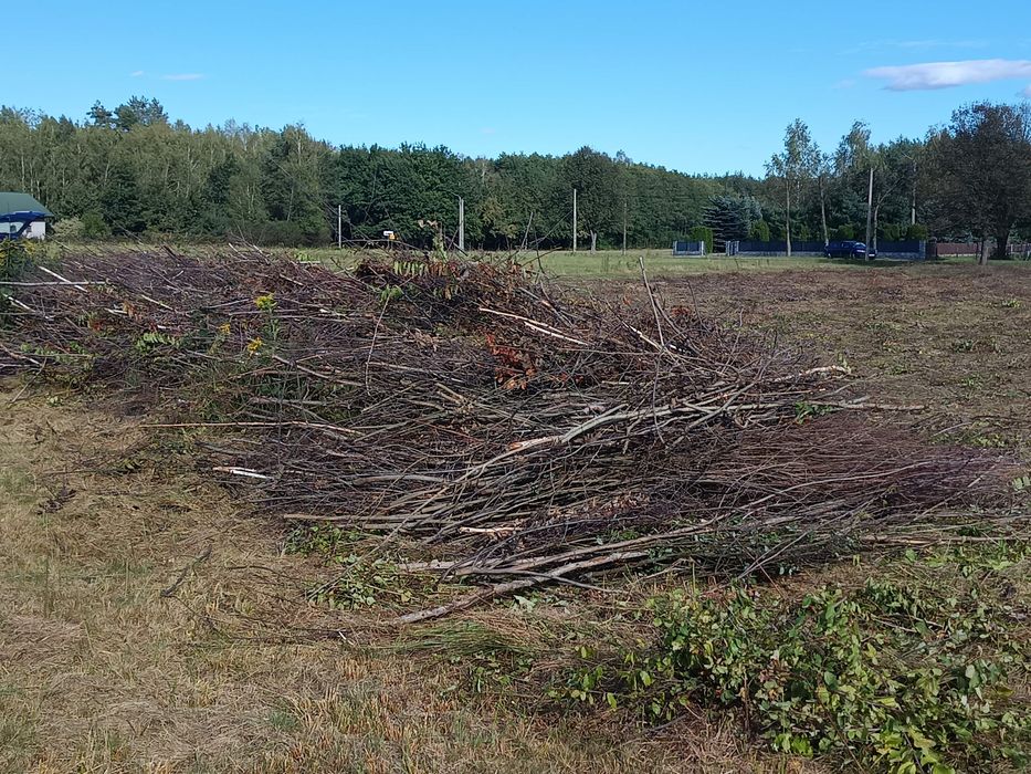 Za darmo gałęzie Rydzów