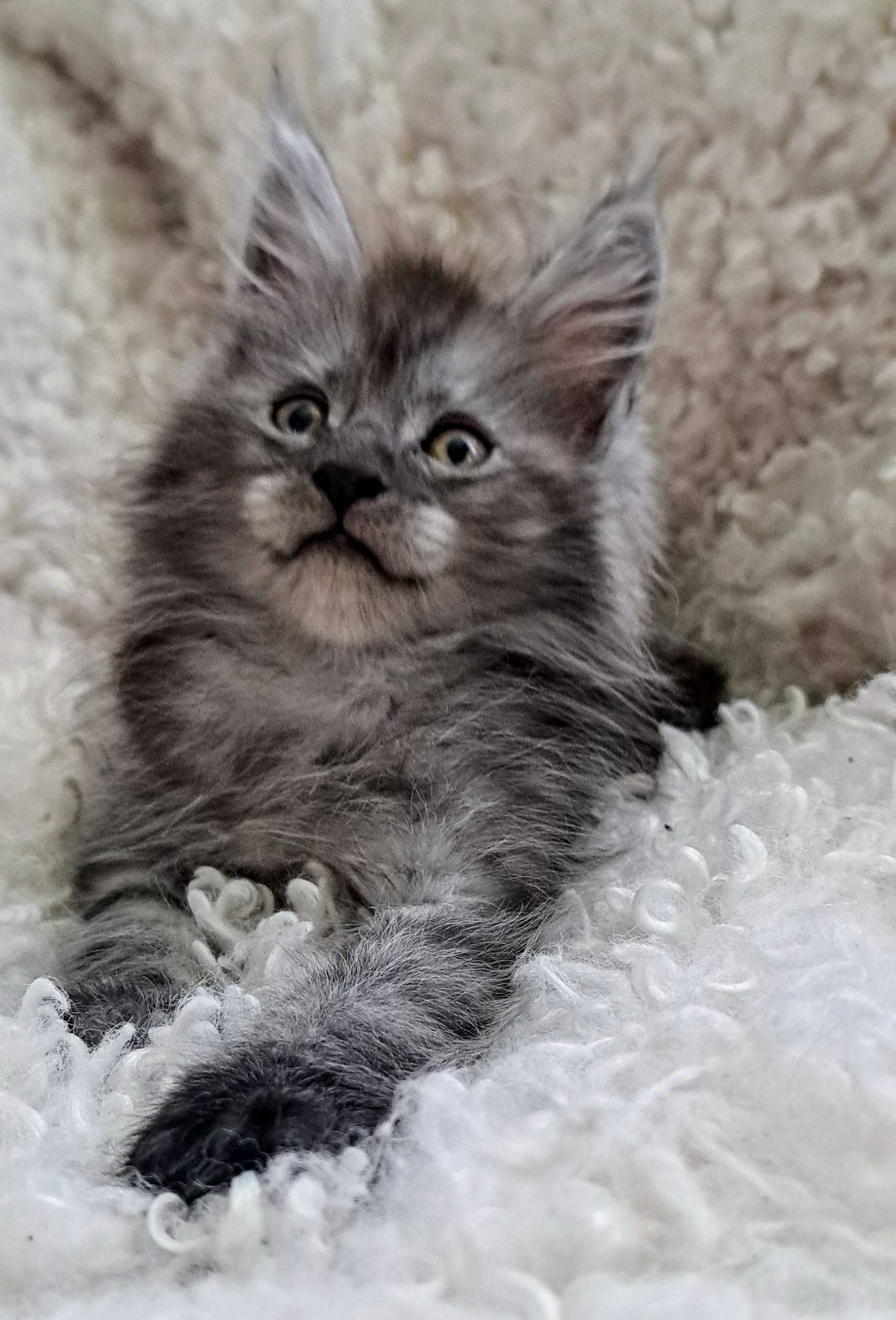 Doskonały ns Maine Coon