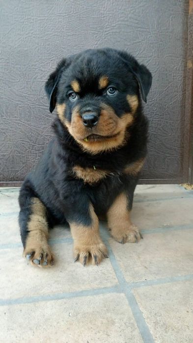 Цуценята ротвейлера є хлопчики