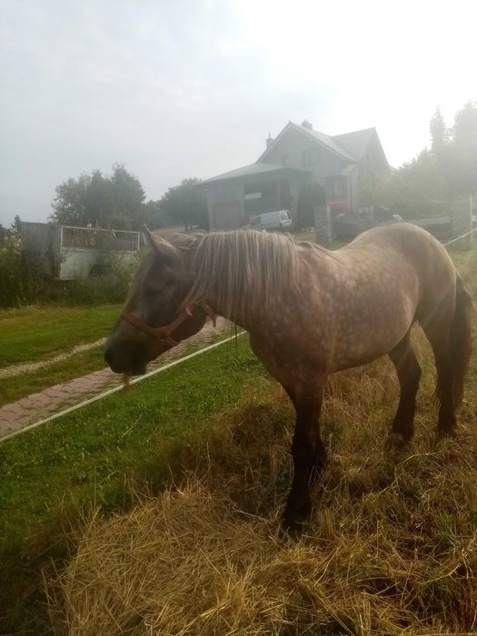 Klacze zimnokrwiste