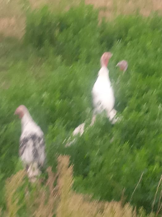 Продам молодих індиків