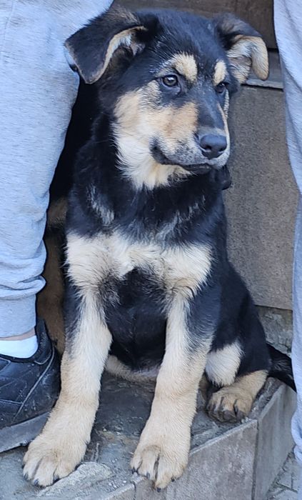 Piękna suczka, ostatnia z miotu do oddania