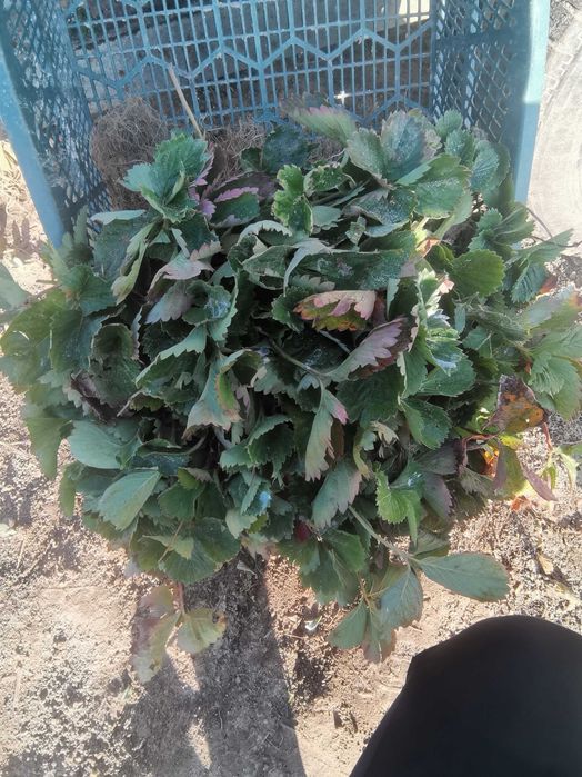 Sadzonki truskawek deserowe,  odmiany pozostałości po posadzeniu!!!