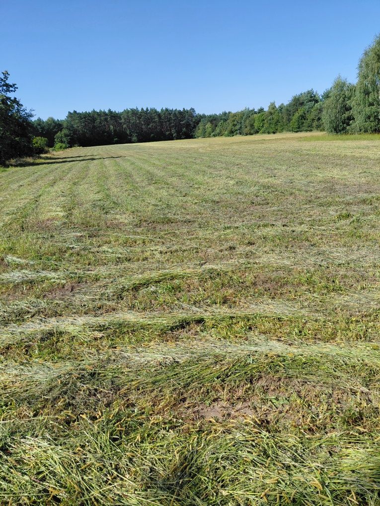 Oddam za darmo trawę z łąki