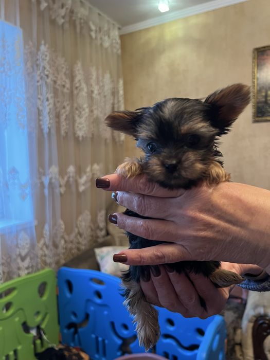 Готові до бронювання малюки йоркширського тер’єра!