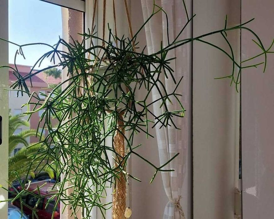 Planta Rhipsalis Baccifera (Cacto-Samambaia)