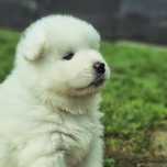 Samoyed dziewczynka gotowa FCI